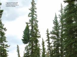 Ocotillo looks a lot like cactus, but it is not a true cactus. What Is A Witches Broom American Conifer Society