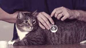 I have seen kidney failure in cats as young as 4 years, but far more frequently in much older cats. The 4 Most Common Causes Of Cat Renal Failure Petcarerx