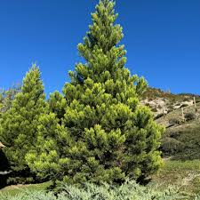 Image result for Heisteria zimmereri