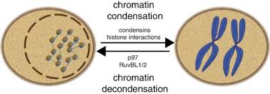 In angiosperm, chromosomes of monocots are bigger than those of dicots and other plants. Chromosome Condensation And Decondensation During Mitosis Sciencedirect