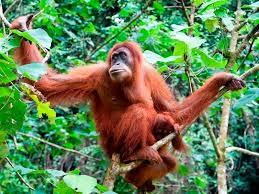Orangutan Monkey Orangutan Monkey Pictures Endangered Animals