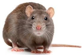 What sound does a rat make when giving birth. How To Get Rid Of Rats Wildliferemoval Com