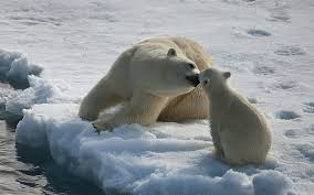 Maybe you would like to learn more about one of these? Ice Bear 1080p 2k 4k 5k Hd Wallpapers Free Download Wallpaper Flare