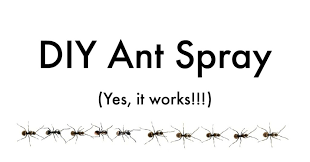 Imagine having a carpet that is full of ants. Diy Ant Spray Safe For Pets Get Green Be Well