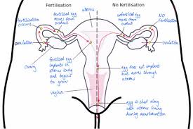 stages of reproduction human reproduction siyavula