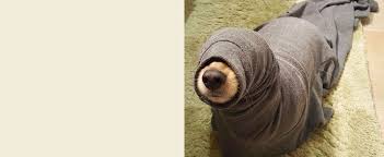 Image result for Phimosis