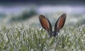 You might overlook symbolic rabbit meanings because it seems to be such a small, timid creature. Rabbit Tattoo For Fertility Intelligence Purity Virility And Nature