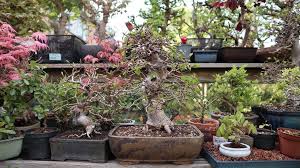 Pin On New Bonsai Photos
