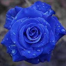 How to grow rose from cutting. Royal Paradise Garden Dark Blue Rose Flower Plant Home Garden Plant 1 Grafted Rose Live Plant Amazon In Garden Outdoors