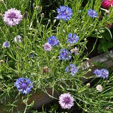 Image result for Centaurea praecox