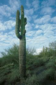 While cacti can be found in the deserts of north and south america, it is best to not remove them from the desert. Giant Saguaro Cactus Arizona By Michael K Yamaoka 1994 Photography Artsper 974844