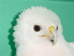Image result for Bright White 1993 Eagle