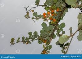 Image result for Rubus ellipticus