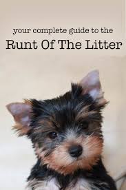 Runt Of The Litter Health Problems And Caring For Runt Puppies