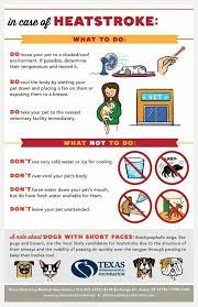 In Case Of Heat Stroke In Your Pet Here S What You Need To Do And What Not To Do Read More Https Petcureonco Dog Emergency Summer Safety Tips Pet Health