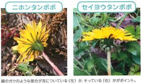 日本タンポポと西洋タンポポの違いとは トレンドピックアップ