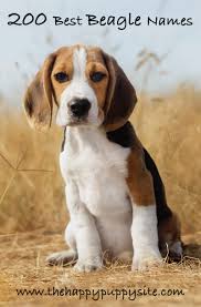 Beagle Names 200 Great Ideas For Naming Your Beagle Collection by puppy names plus. beagle names 200 great ideas for