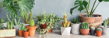 How much sunlight do they need indoors? Keeping Your Plants Alive Giveitagrow Giveitagrow