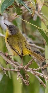 Pin On Feathered Beauty