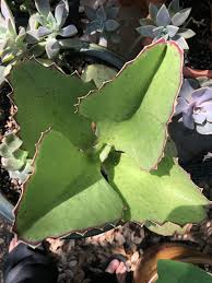 Kalanchoe Synsepala Walking Kalanchoe In 2020 Plant Leaves Plants Leaves