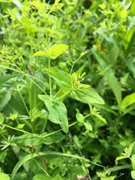 Image result for Hypericum scioanum