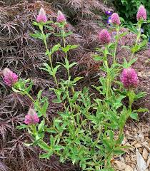 Image result for Trifolium