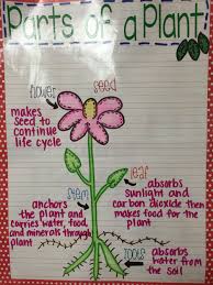 My Parts Of A Plant Anchor Chart Anchor Charts Parts Of A