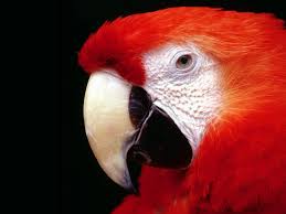 Black And White Spotted Bird With Red Neck Scarlet Macaw Closeup Pic Of Face White Black Beak Red Neck And Head Parrot Wallpaper Parrot Animal Wallpaper