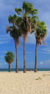 Sombrero Beach Marathon Island Florida Keys Copyright Jean Saint Martin Con Imagenes Paisajes Playa Fotos De Paisajes Playa Fondos