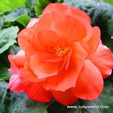 This Basic Begonia Produces Double And Large Flowers In Vivid Orange Color Excellent For Pots And Containers This One Will Bulb Flowers Begonia Spring Plants