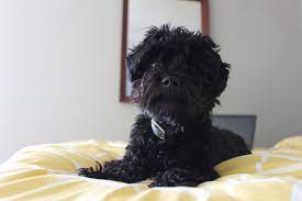 A designer dog breed, bred by crossing the gorgeous hypoallergenic maltese with an oh so fluffy shih tzu. Shih Tzu Poodle Maltese Mix Black Fur Friend Puppy Love Maltipoo