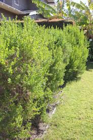 Image result for Commicarpus pilosus