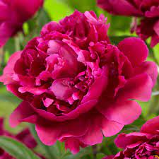 Karl Rosenfield Peony Vase Crafts Bulb Flowers Peonies