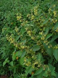 Image result for Triumfetta digitata