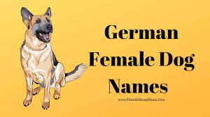 Continuing with human names, let's look at some male dogs. German Female Dog Names 2020 Best Funny Girl Puppy Names List