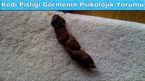Ruyada Kedi Pisligi Gormenin Psikolojik Yorumu Youtube