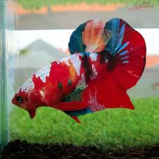 Betta Fish In 2020 Betta Fish Koi Betta Beautiful Fish