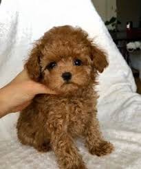 Nonetheless, most little varieties do confront wellbeing concerns related to their size. Red Maltipoo Puppy Cheap Buy Online