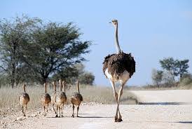 424 Young Ostrich Female Stock Photos Pictures Royalty Free Images Istock In 2020 Animals Animal Parade Nature Animals