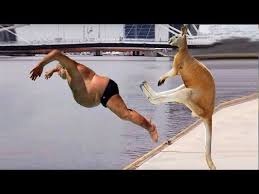 Best Animal News Bloopers Compilation 2020 Youtube In 2021 Funny Animal Videos Kangaroo Funny Animal Gifs