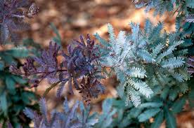 Image result for Acacia montigena