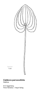 Image result for Caldesia parnassifolia