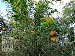 Justeru, kemanfaatan buah delima tidak dapat disangkal lagi kerana ia bukanlah hanya sekadar sebiji buah yang mengandungi banyak khasiat untuk dimakan tetapi keseluruhan penciptaan pokok buah. Qudrifarm Delima Putih Punica Granatum Paya Asli Facebook