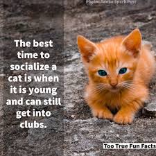 But, saturday is also caturday, or the day to give even more attention to cats with these cats memes about how funny these animals can be. Too True Fun Facts Pa Twitter Caturday Fun Fact Cat Cats Caturday Caturdays Catsaturday Animal Animals Animalkingdom Comedy Funny Meme Memes Memesdaily Parody Parodyaccount Parodyaccounts Satire Lol Lols Lolz Humor Humour