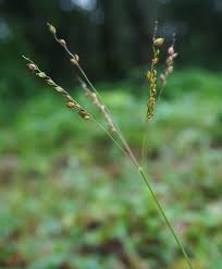 Image result for Alloteropsis semialata