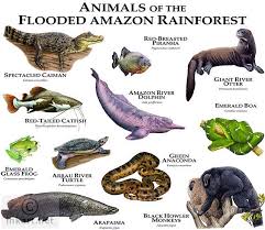 Pin By Russ On Animal Groups Rainforest Animals Amazon Animals Amazon Rainforest Animals