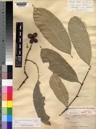 Image result for Pleiocarpa