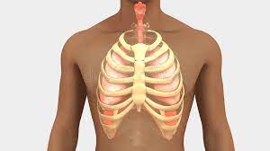 The rib cage is the arrangement of ribs attached to the vertebral column and sternum in the thorax of most vertebrates, that encloses and protects the vital organs such as the heart. Lungs And Rib Cage Stock Illustration Illustration Of Throat 101914158