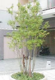 柔らかい雰囲気を醸し出すソヨゴ