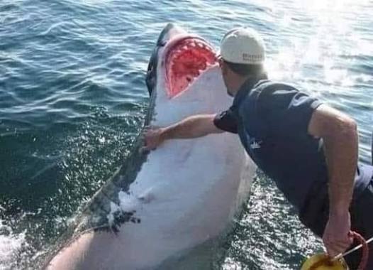 Australian fisherman befriends 17-foot white shark Cindy